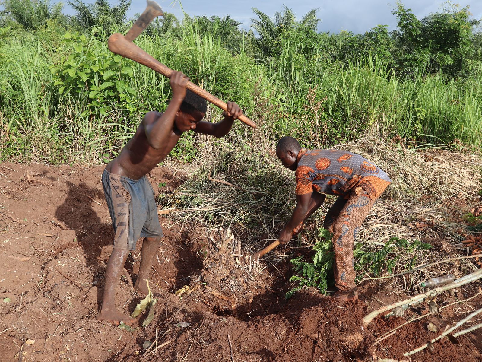 Le PACOFIDE subventionne les opérations d'essouchage, labour et planting à 100 %
